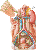 Lymph Vessels and Lymph Nodes of Kidneys and Urinary Bladder