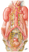 Autonomic Nerves of Kidneys, Ureters, and Urinary Bladder