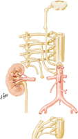 Autonomic Innervation of Kidneys and Upper Ureters: Schema