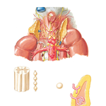 Autonomic Nerves of Suprarenal Glands: Dissection and Schema