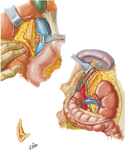 Arteries and Veins of Suprarenal Glands in Situ