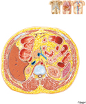 Cross Section at T12/L1, Intervertebral Disc