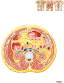 Cross Section at L1/L2, Intervertebral Disc