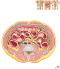 Cross Section at L3/L4