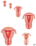 Uterine Development