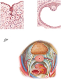 Ovary, Oocytes, and Follicles