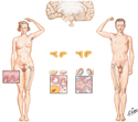 Endocrine Glands, Hormones and Puberty