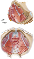 Pelvic Diaphragm (Female): Superior Views