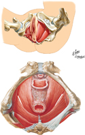 Pelvic Diaphragm (Female): Inferior Views