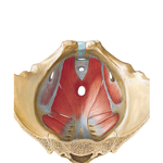 Pelvic Diaphragm (Male): Superior View