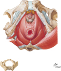 Pelvic Diaphragm (Male): Inferior View