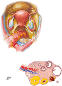 Female Internal Genital Organs