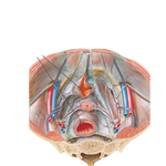 Endopelvic Fascia