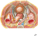 Pelvic Cavity: Male