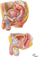 Pelvic Viscera and Perineum: Male