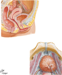 Urinary Bladder: Orientation and Supports