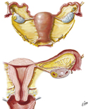 Uterus and Adnexa