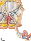 Female Perineum (Superficial Dissection)