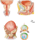 Prostate and Seminal Gland