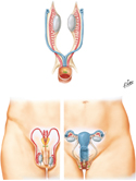 Homologues of Internal Genitalia