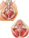 External Anal Sphincter: Perineal Views