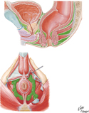 Perineal and Pelvic Extraperitoneal Spaces: Actual and Potential