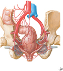 Arteries of Rectum and Anal Canal: Male Posterior View