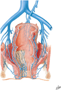 Veins of Rectum and Anal Canal: Female Anterior View