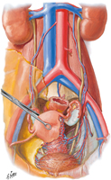 Arteries and Veins of Pelvic Viscera: Female Anterior View
