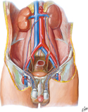 Arteries and Veins of Testis: Anterior View