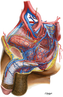 Arteries and Veins of Pelvis: Male