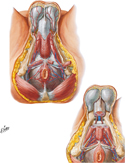 Arteries and Veins of Perineum: Male