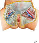 Inguinal Nodes and Lymphatic Vessels of Perineum: Female