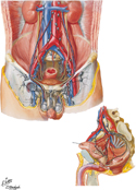 Lymphatic Vessels and Lymph Nodes of Pelvis and Genitalia: Male