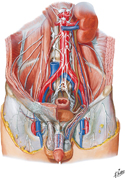 Nerves of External Genitalia: Male