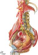 Nerves of Pelvic Viscera: Male