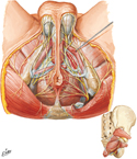 Nerves of Perineum: Male