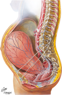 Neuropathways in Parturition