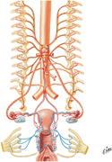 Innervation of Female Reproductive Organs: Schema