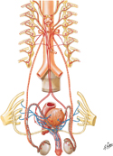 Innervation of Male Reproductive Organs: Schema