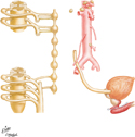 Innervation of Urinary Bladder and Lower Ureter: Schema