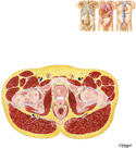 Male Pelvis: Cross Section of Bladder-Prostate Junction