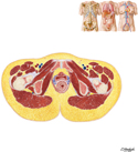 Female Pelvis: Cross Section of Vagina and Urethra