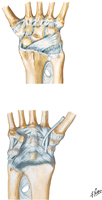 Ligaments of Wrist: Posterior and Anterior Views