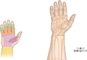 Flexor and Extensor Zones of Hand