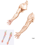 Surface Anatomy of Upper Limb