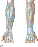 Superficial Veins of Forearm and Hand