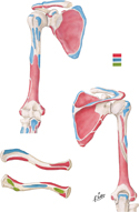 Muscle Attachment Sites of Humerus, Scapula and Clavicle