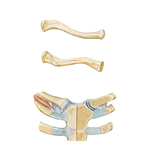 Clavicle and Sternoclavicular Joint