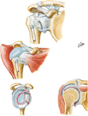Shoulder with Details of Glenohumeral Joint